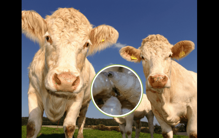 Esta tarde, México y Estados Unidos alcanzaron un acuerdo para el manejo del gusano barrenador del ganado. CANVA