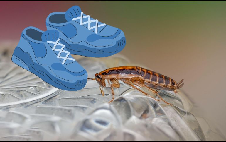 ¿Por qué no debes pisar a las cucarachas? UNSPLASH / E. KARITS