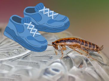 ¿Por qué no debes pisar a las cucarachas? UNSPLASH / E. KARITS