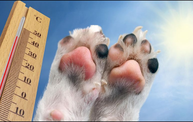 Las almohadillas de los perros, aunque resistentes, son sensibles al calor extremo. ESPECIAL / CANVA