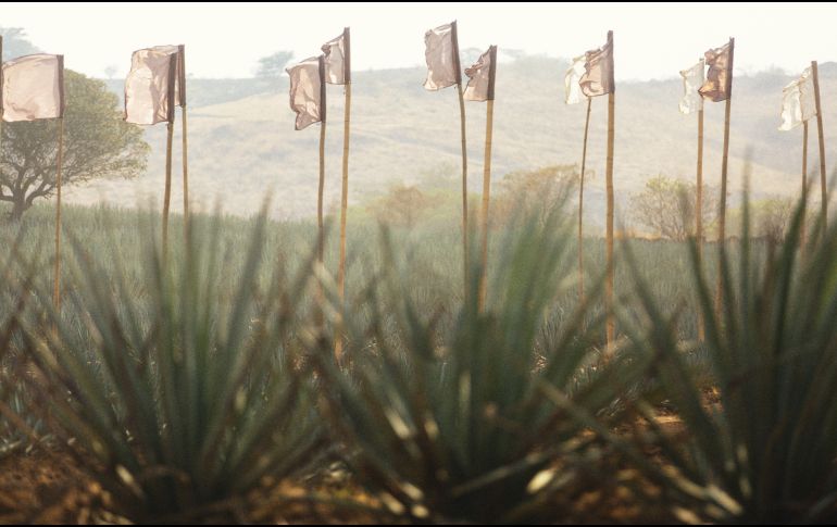 Akamba 2025. CORTESÍA