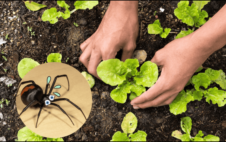 A pesar de que su presencia se incrementa en temporada de lluvias, estos insectos pueden encontrarse durante todo el año. CANVA