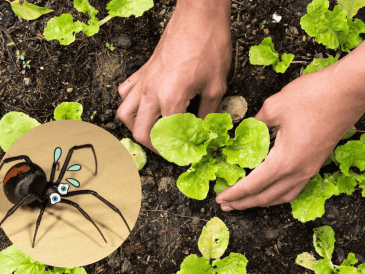 A pesar de que su presencia se incrementa en temporada de lluvias, estos insectos pueden encontrarse durante todo el año. CANVA