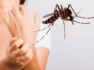 Si los mosquitos te pican más que a otros, no es tu imaginación: probablemente seas más atractivo para ellos por tu olor, tu tipo de sangre, la cantidad de CO₂ que exhalas, o incluso por tu genética. CANVA