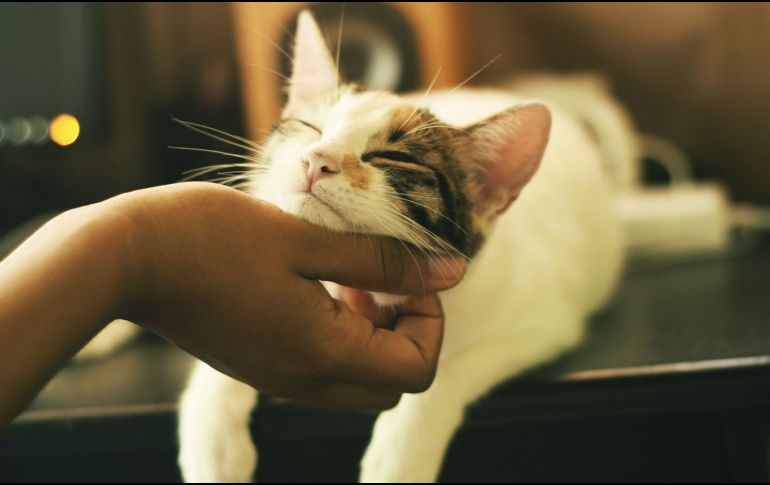 Cómo la compañía felina mejora el bienestar emocional. UNSPLASH.COM