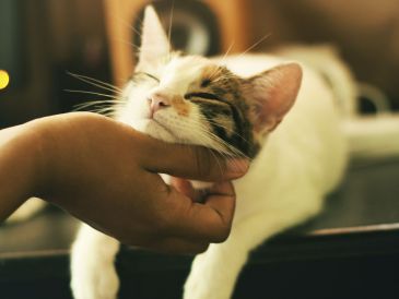 Cómo la compañía felina mejora el bienestar emocional. UNSPLASH.COM
