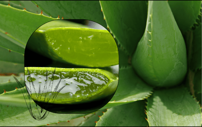 La Procuraduría Federal del Consumidor (Profeco) destaca el poder regenerador de tejido del de Aloe vera. ESPECIAL