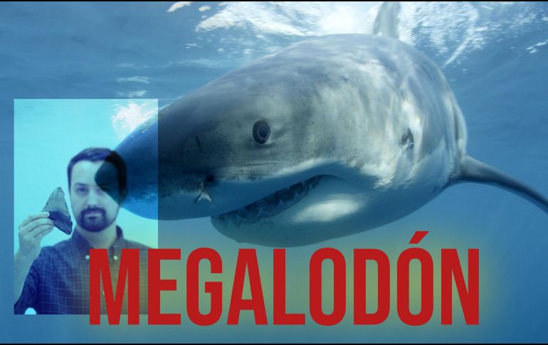 McCormack sostiene un diente fosilizado de un megalodón. AP / EFE / ARCHIVO