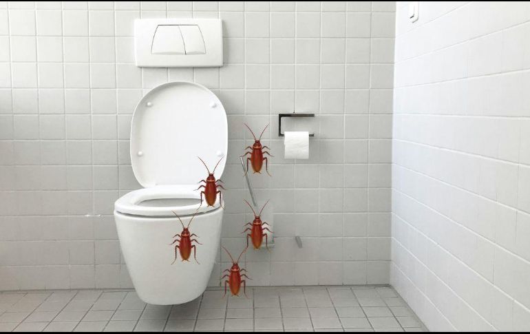 El ácido bórico, el bicarbonato con azúcar, o geles y cebos insecticidas son opciones efectivas. UNSPLASH / J. Antonin Kolar