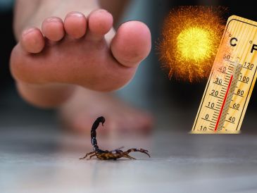 Los bichos suelen moverse mejor en espacios oscuros, por lo que anidan en lugares de poco movimiento, o en los rincones de cocinas, baños, y alcantarillas. ESPECIAL / CANVA