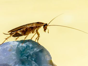 La grasa y el azúcar son un imán para las cucarachas. UNSPLASH/Erik Karits