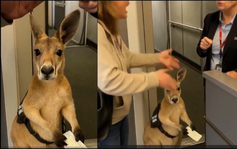 En el inicio del video, se muestra una escena en la que una mujer discute con una sobrecargo. Aunque no se distingue con claridad el diálogo, se puede intuir que la discusión gira en torno a un pequeño marsupial que se encuentra entre ambas.  ESPECIAL