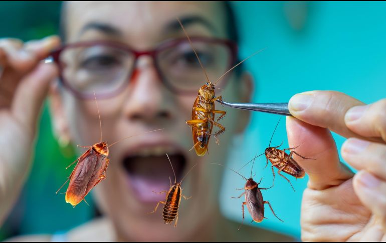 El miedo a las cucarachas es una de las fobias más comunes, y que afecta a personas de todas las edades. ESPECIAL / CANVA