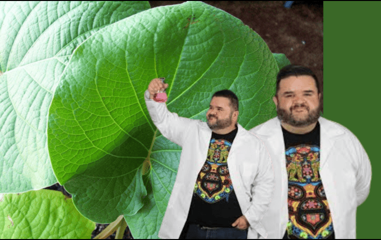 Diversos estudios han señalado que, en proporciones moderadas, la hoja santa podría aportar beneficios. Se le atribuyen propiedades antifúngicas y antimicrobianas, lo que sugiere que no todo lo relacionado con el safrol es necesariamente negativo. FACEBOOK/Rafa Carbajal