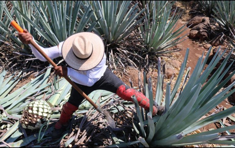 Hace siete meses fue lanzada la convocatoria para que productores de agave obtengan la marca de certificación. CORTESÍA