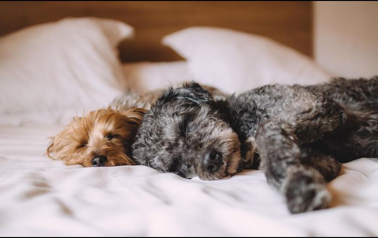 Los pelos de perro son difíciles de limpiar, ya que se pegan en todo tipo de lugares. Pixabay