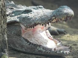 Varios turistas presenciaron el momento en que el reptil pasaba cerca de la orilla del mar con su presa en el hocico. UNSPLASH.