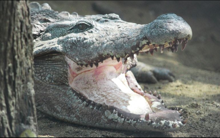 Varios turistas presenciaron el momento en que el reptil pasaba cerca de la orilla del mar con su presa en el hocico. UNSPLASH.