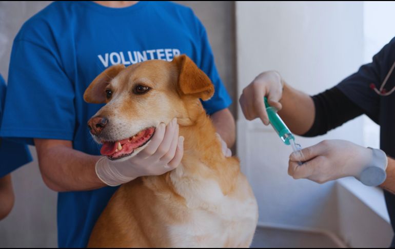 La propuesta refiere que un contribuyente podría tener un ahorro fiscal de entre mil 500 y cinco mil pesos anuales dependiendo de su régimen fiscal, nivel de ingresos y número de mascotas a su cargo. ESPECIAL / CANVA