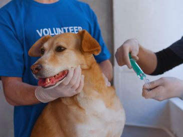 La propuesta refiere que un contribuyente podría tener un ahorro fiscal de entre mil 500 y cinco mil pesos anuales dependiendo de su régimen fiscal, nivel de ingresos y número de mascotas a su cargo. ESPECIAL / CANVA