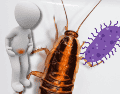La enfermedad más grave que pueden provocar las cucarachas en la salmonelosis. ESPECIAL