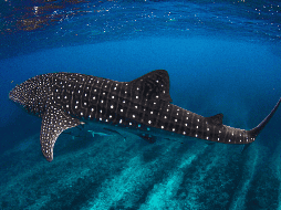 Este sitio destaca por ofrecer un entorno propicio para el desarrollo de estos gigantes del mar, gracias a la abundancia de nutrientes y la estabilidad térmica de sus aguas. CANVA