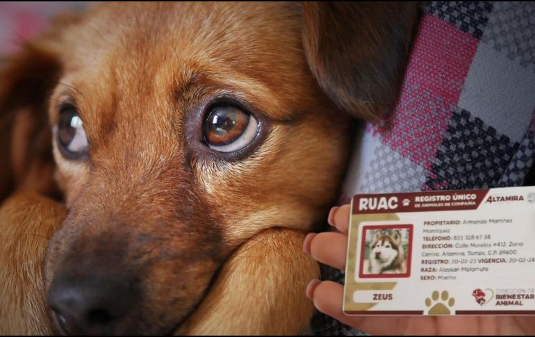 La RUAC es un trámite obligatorio en la Ciudad de México. Pixabay/ESPECIAL