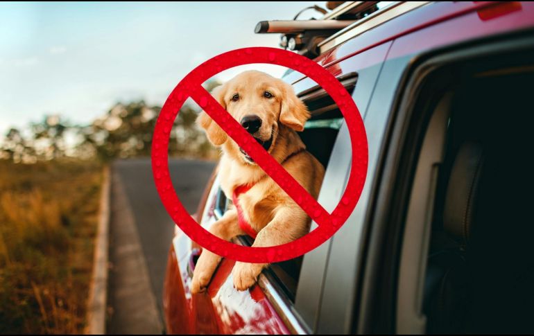 En respuesta a estas acciones, varios ciudadanos han optado por pasear a sus perros en horarios nocturnos o en zonas menos visibles, mientras otros han compartido en redes sociales denuncias sobre el decomiso de animales o la clausura de negocios relacionados. CANVA