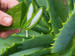 La clave para un uso seguro de la sábila es tomar en cuenta sus efectos secundarios. ESPECIAL / CANVA