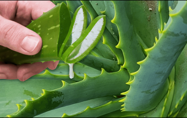 La clave para un uso seguro de la sábila es tomar en cuenta sus efectos secundarios. ESPECIAL / CANVA