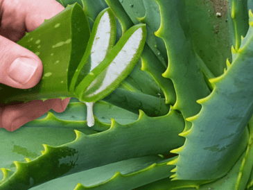 La clave para un uso seguro de la sábila es tomar en cuenta sus efectos secundarios. ESPECIAL / CANVA