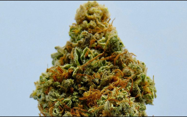 El cannabis medicinal ha aumentado su popularidad en los últimos años debido a los múltiples estudios que se han realizado. UNSPLASH/ @robwarner.