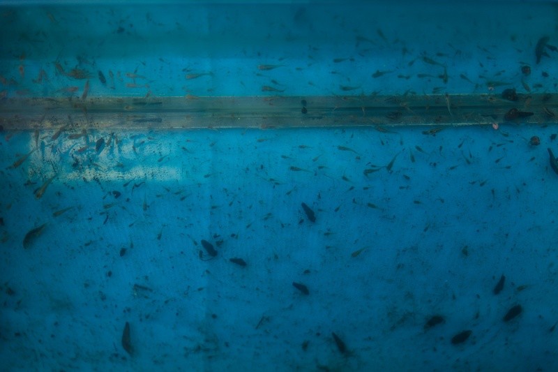 Se contempla la implementación de peces guppy como medida adicional para el control del mosco transmisor del dengue. EL INFORMADOR / A. Navarro 