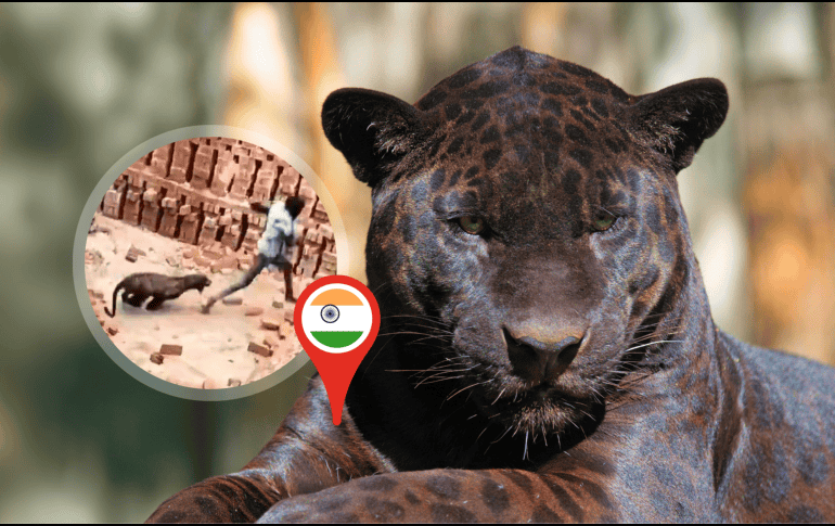 El animal fue tranquilizado y capturado por oficiales forestales y policías del lugar. ESPECIAL