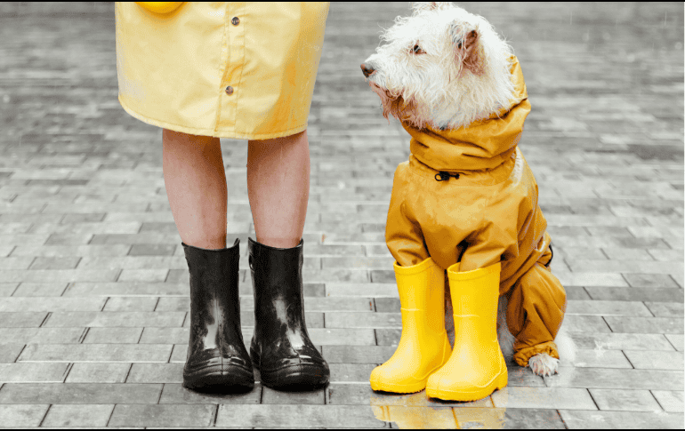 No olvides cuidar y proteger a tus mascotas en esta temporada de lluvias. Recuerda que ellos también se espantan, sienten frío y corren peligro. ESPECIAL