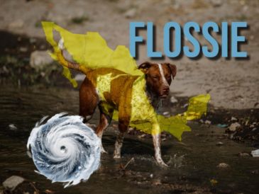 Se forma tormenta tropical Flossie; este será su desplazamiento por las costas de México. EL INFORMADOR / ARCHIVO