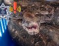 Una boa constrictor fue rescatada de un domicilio de Guadalajara. ESPECIAL / FACEBOOK Policía de Guadalajara