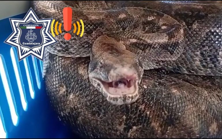 Una boa constrictor fue rescatada de un domicilio de Guadalajara. ESPECIAL / FACEBOOK Policía de Guadalajara