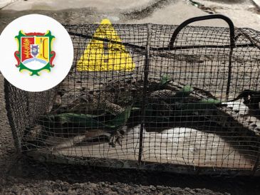 Bomberos de Nayarit capturaron un cocodrilo que se encontraba en las calles de Tepic. ESPECIAL / FACEBOOK  Protección Ciudadana y Bomberos de Nayarit.