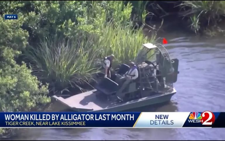 Este desafortunado suceso pone de manifiesto los peligros inherentes a la interacción con la fauna silvestre en zonas naturales, especialmente en estados como Florida, donde especies como el caimán forman parte del entorno. ESPECIAL