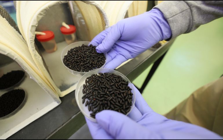 El secretario de Salud hizo hincapié en la importancia de no tener heridas descubiertas y mantenerlas limpias para evitar que la mosca deposite sus huevos. AP