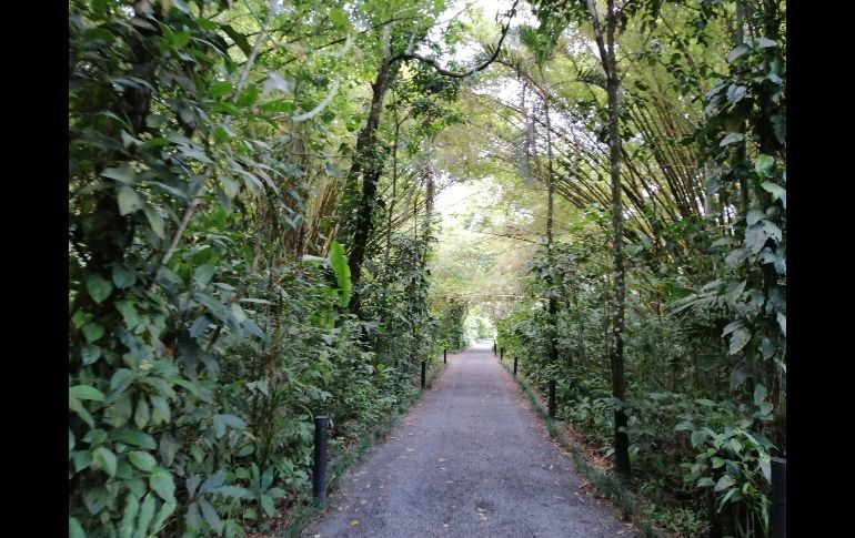 Maquenque Eco Lodge. ESPECIAL/XOCHITL MARTÍNEZ.