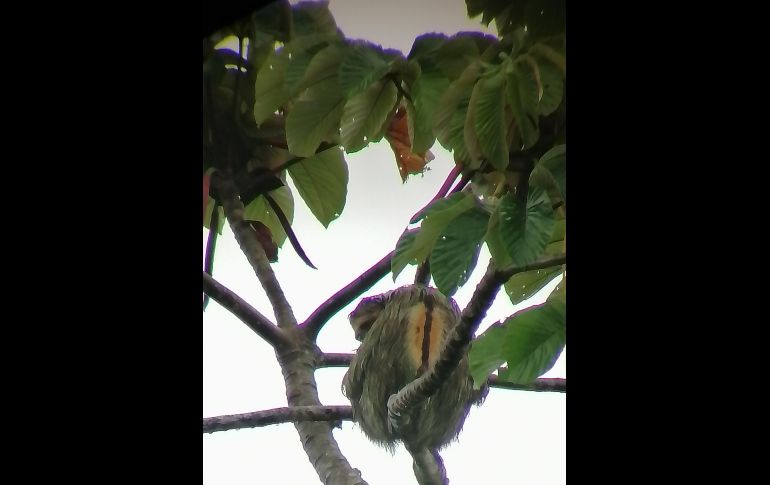 Perezosos de Costa Rica. ESPECIAL/XOCHITL MARTÍNEZ.