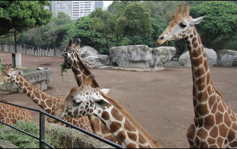 Actualmente, el centro alberga a más de mil 200 ejemplares de más de 200 especies de fauna silvestre. SUN/ARCHIVO.