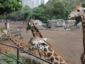 Actualmente, el centro alberga a más de mil 200 ejemplares de más de 200 especies de fauna silvestre. SUN/ARCHIVO.