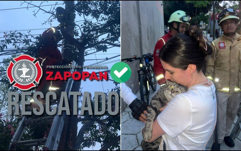 Bomberos de Zapopan rescatan a gato que no podía bajar de lo más alto de un árbol. ESPECIAL / FACEBOOK Protección Civil y Bomberos de Zapopan