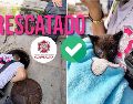 Un gato fue rescatado en el centro de Guadalajara cuando estaba cerca de irse por el drenaje. ESPECIAL / FACEBOOK Protección Civil y Bomberos GDL