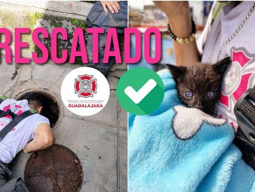 Un gato fue rescatado en el centro de Guadalajara cuando estaba cerca de irse por el drenaje. ESPECIAL / FACEBOOK Protección Civil y Bomberos GDL