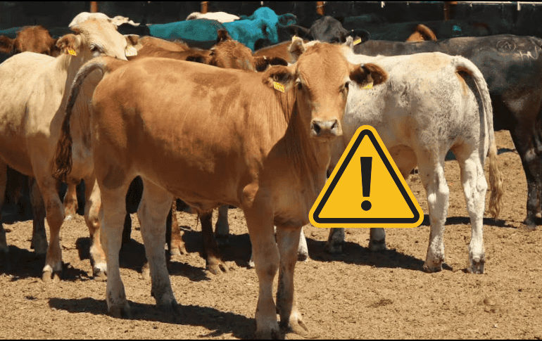 Los nuevs brotes de gusano barrenador causaron que titular de la Secretaría de Agricultura de Estados Unidos, Brooke Rollins, pidiera nuevamente el cierre de fronteras. SUN / ESPECIAL