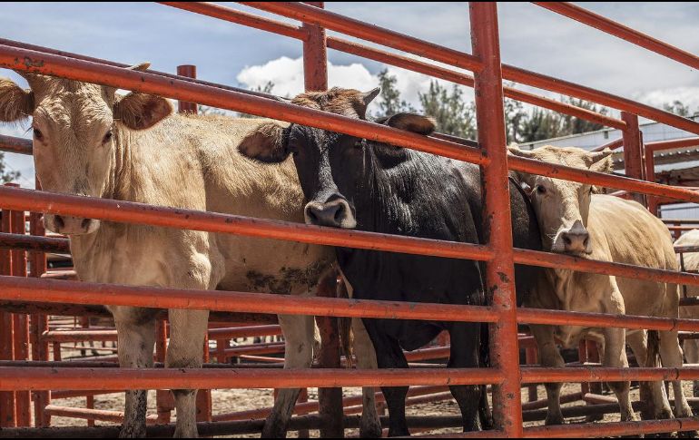 Estados Unidos decidió cerrar su frontera con México para el paso de ganado. EL INFORMADOR/ARCHIVO